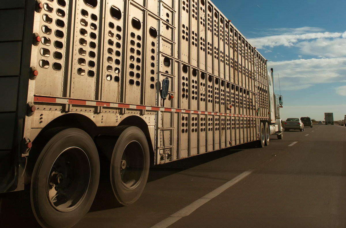 Bill seeking permanent HOS exemption for livestock haulers