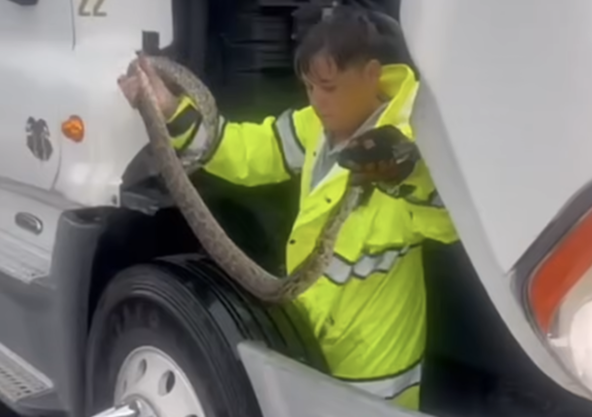 Watch this firefighter tug a burmese python out of a semi truck’s engine compartment