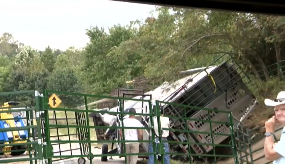 Officials utilize drones to round up cows freed in cattle hauler crash