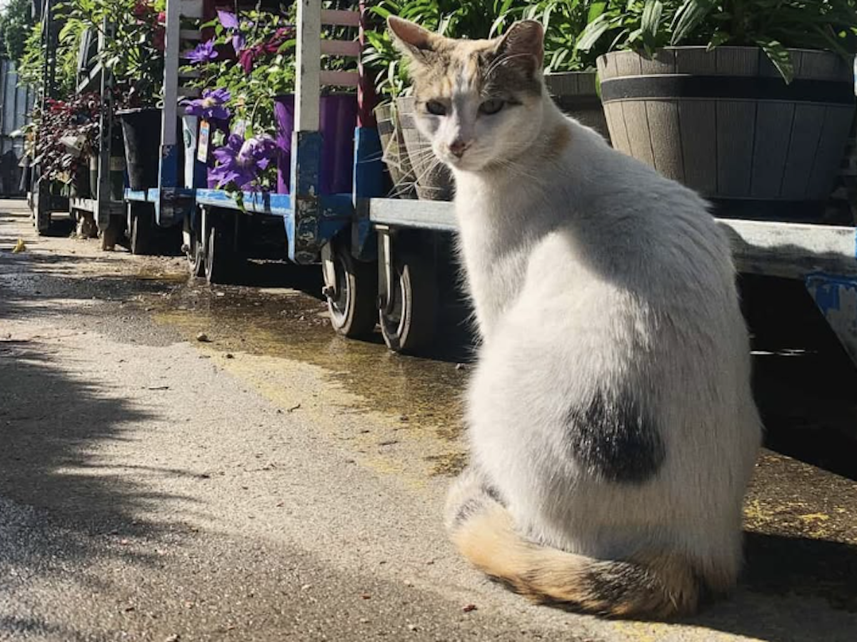 Community launches search for ‘Lowe’s cat’ who wandered onto semi truck during delivery