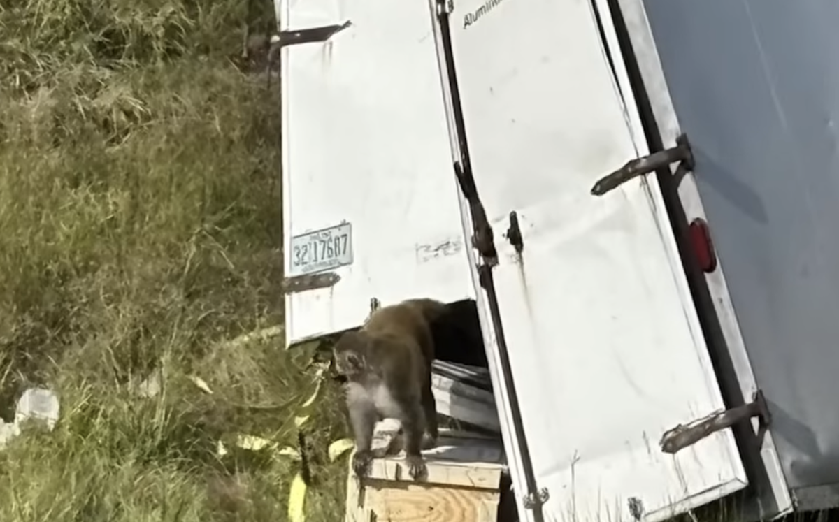 Mother in Mississippi shoots final missing monkey escaped from semi truck crash