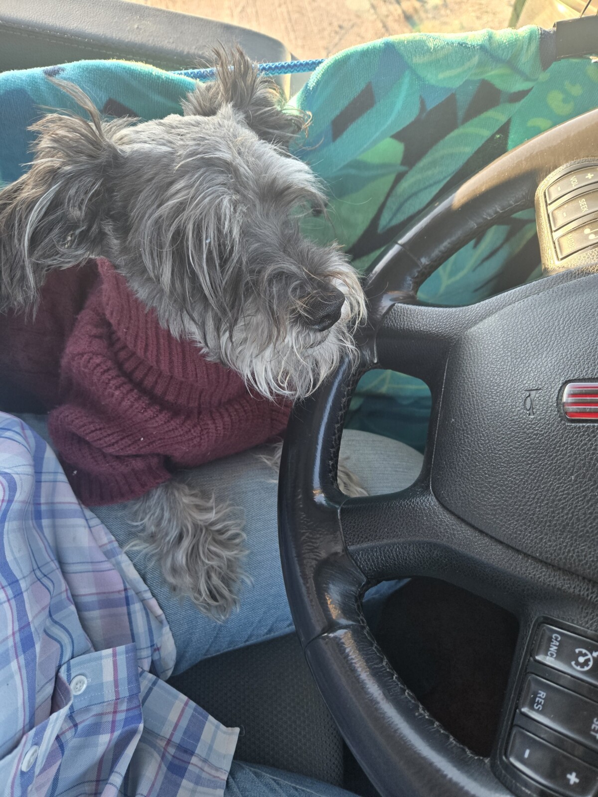 CDLLife App: Truckers’ Co-Pilots Steal the Show During the Winter Storm