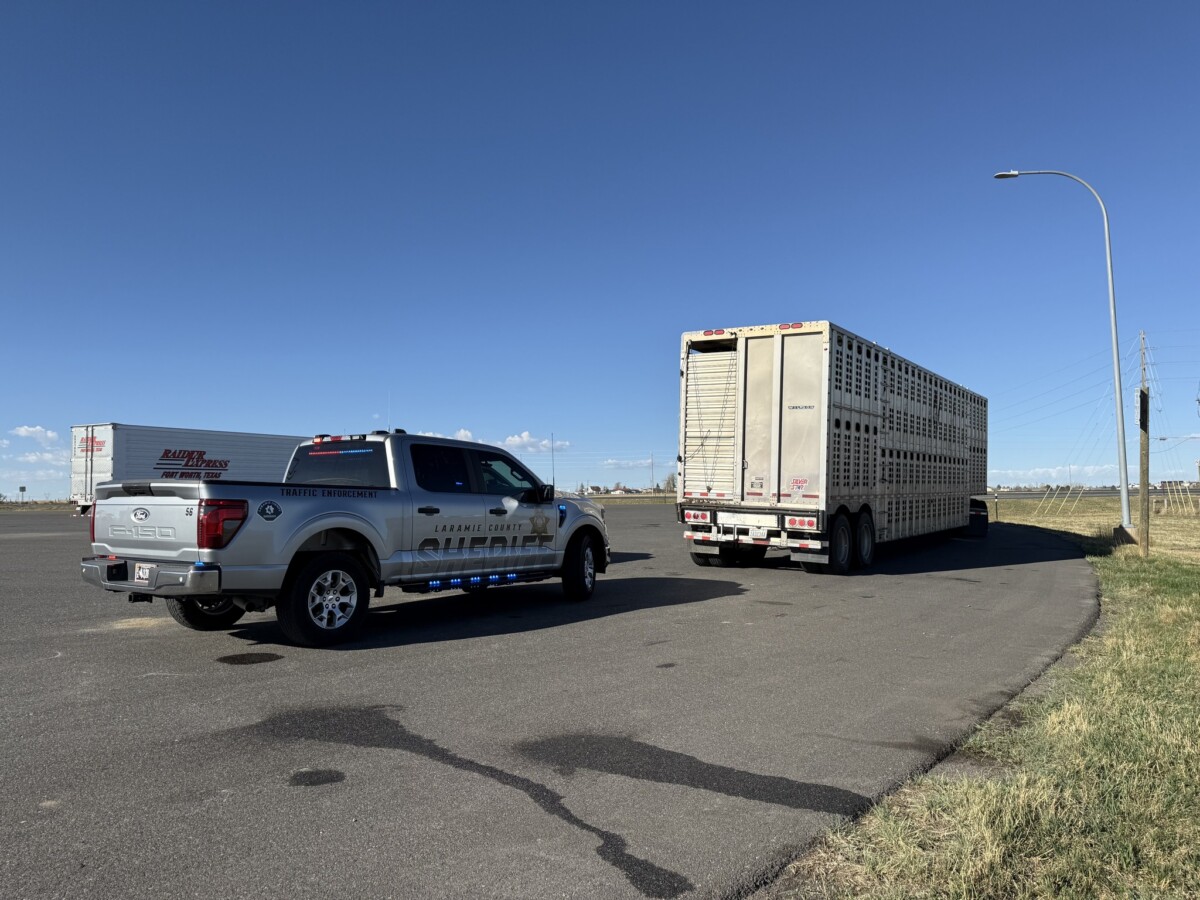 Cows stranded after truck driver who bypassed Port of Entry taken into custody on immigration detainer, Wyoming sheriff says