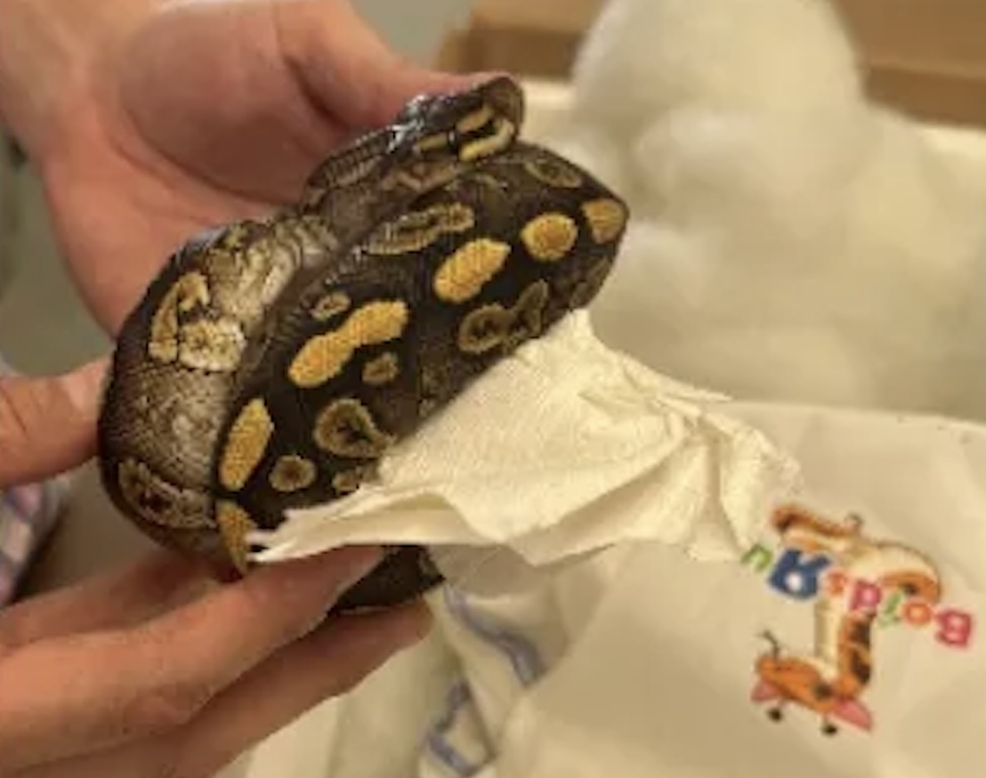 Semi truck seized at Texas border crossing after officers find 39 live pythons