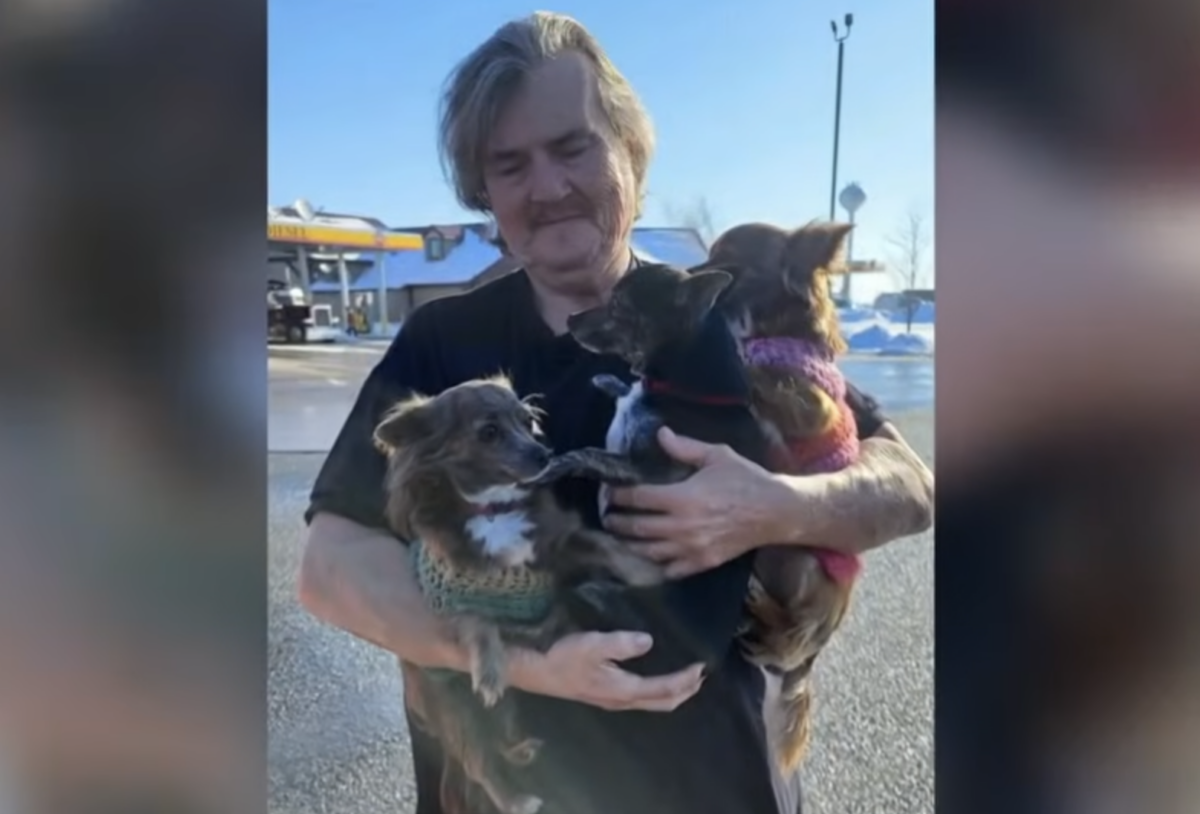 Trio of trucking chihuahuas cared for by local animal shelter while trucker recovers from stroke