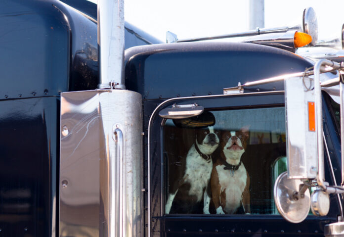 Two dogs behind the glass window of the semi truck cab
