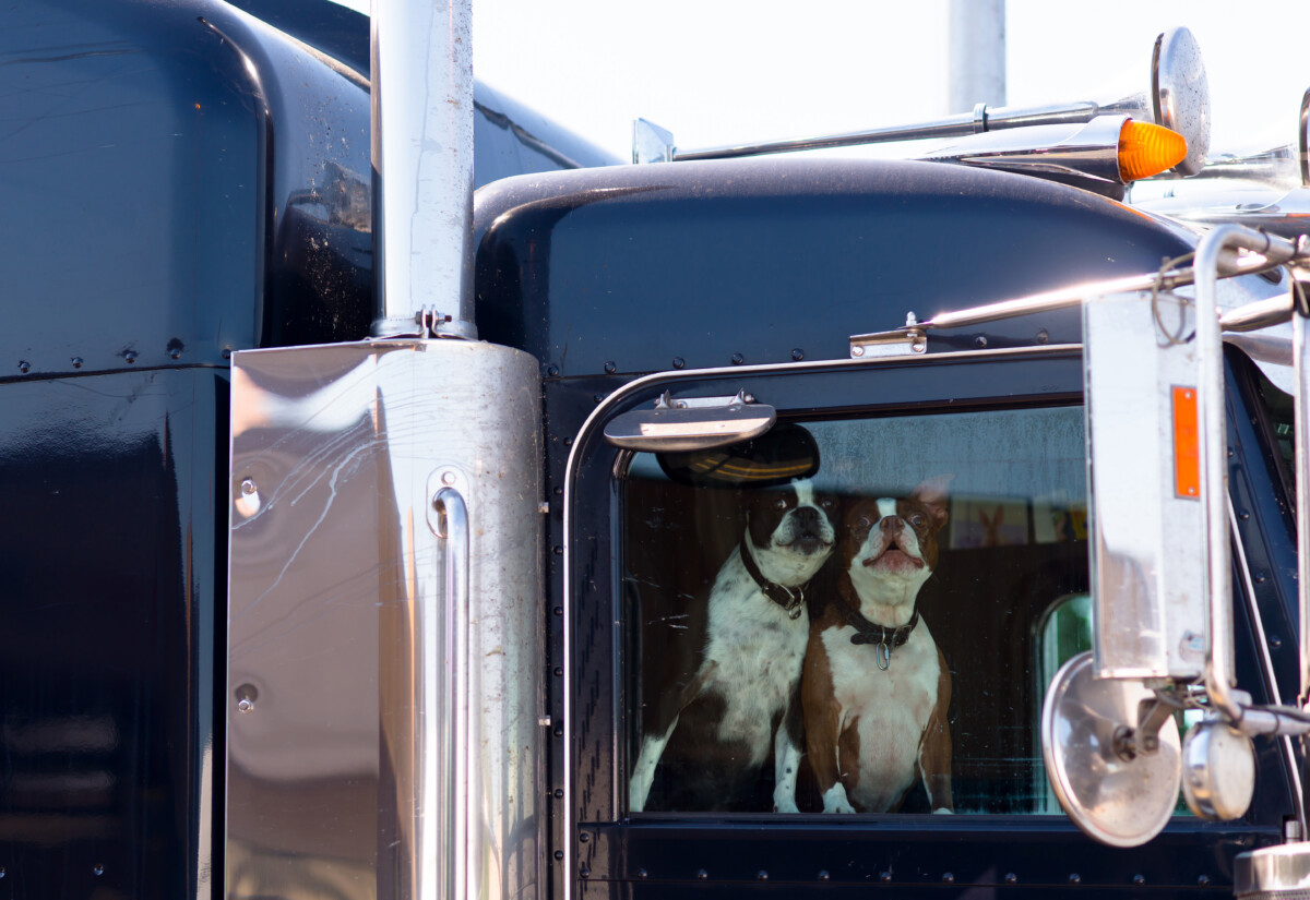 CBP shares cross-border entry requirements for drivers with dogs amid screwworm concerns