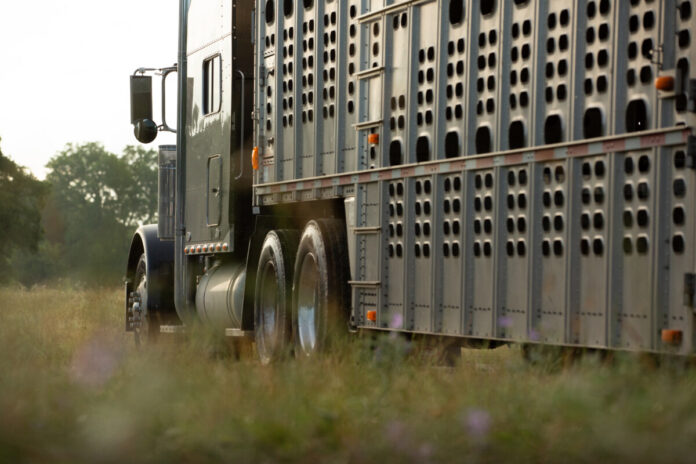 Cattle truck