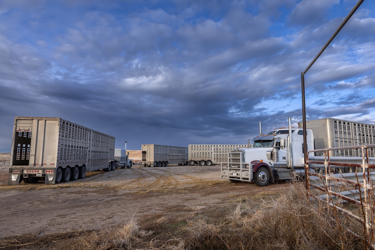 Illinois cattle will now need to be hauled hundreds more miles after abrupt closure of Tyson beef plant