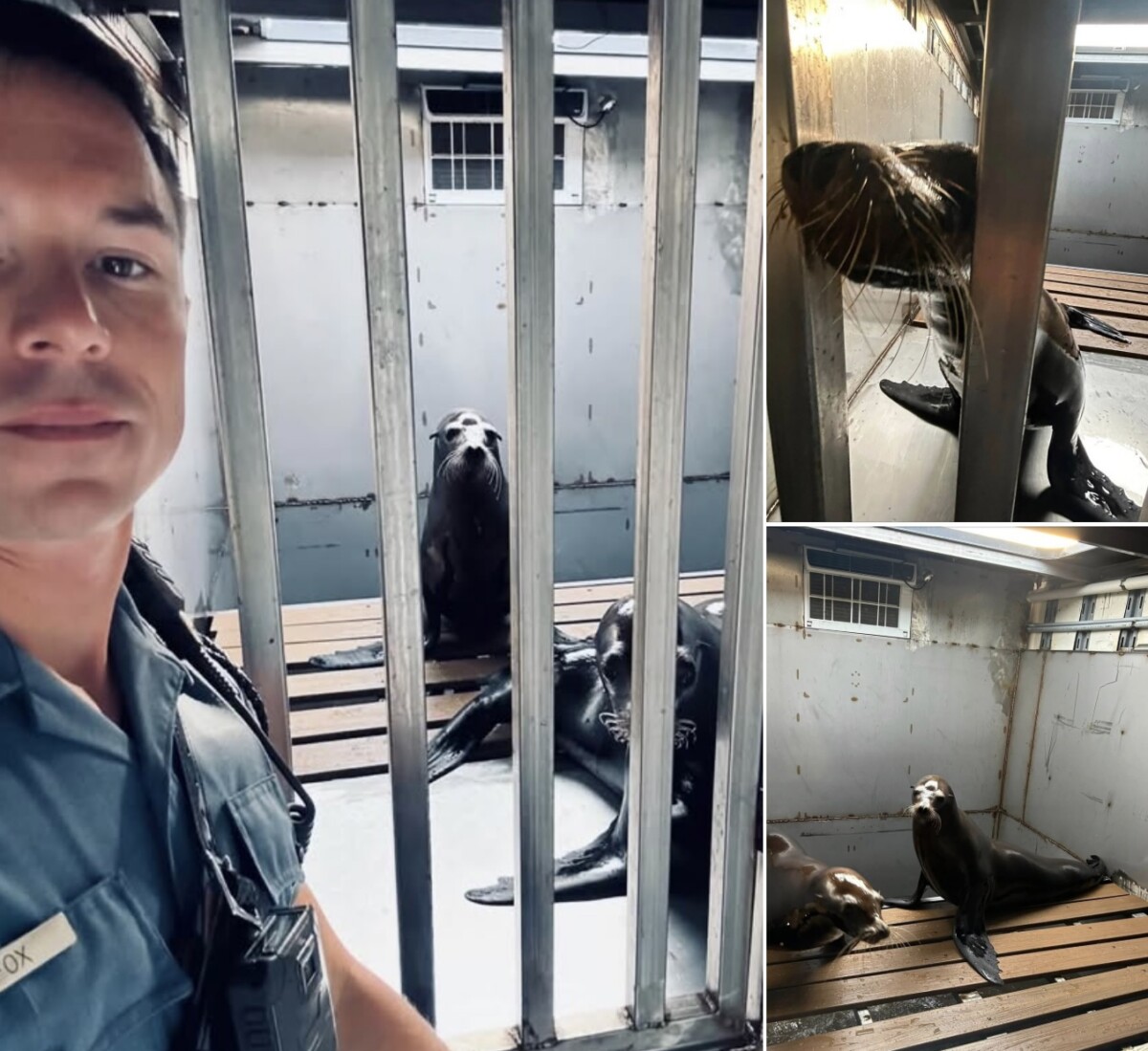Tractor trailer hauling sea lions to State Fair crashed off I-70 in Missouri