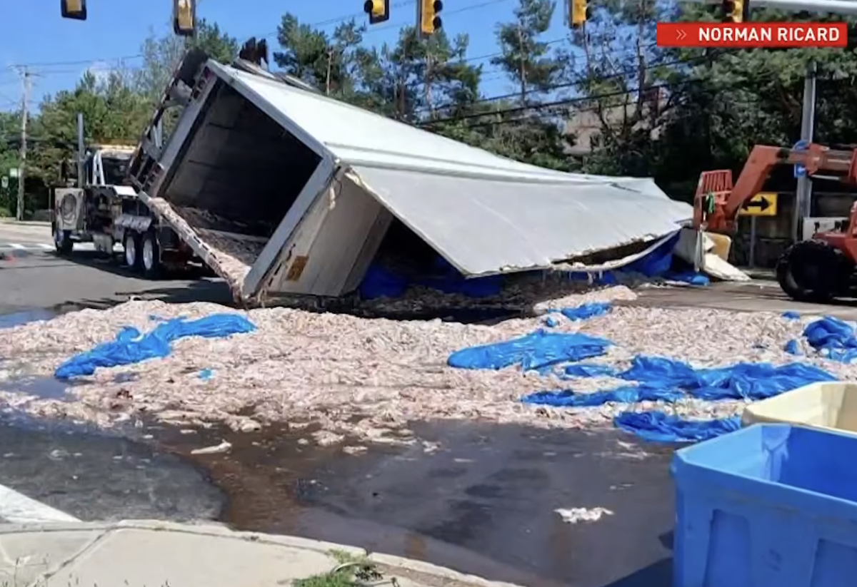 Tractor trailer hauling squid drops trailer during turn, leaving fragrant, squishy mess