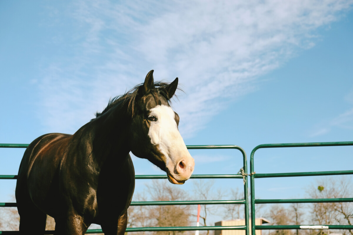 New York troopers arrest truck driver for attempt at hauling load of horses to Canada for slaughter